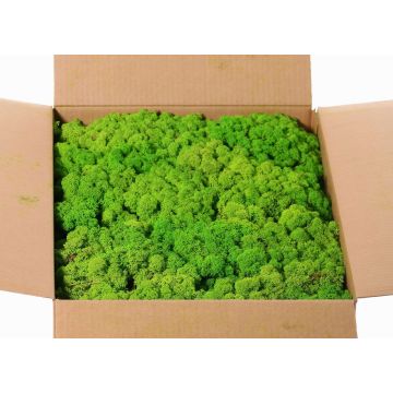 Real Icelandic moss SVEINBJÖRN, apple green, 5kg Real Icelandic moss SVEINBJÖRN, apple green, 5kg