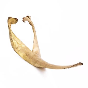 Large dried coconut leaf FAYOLA, gold, 130cm