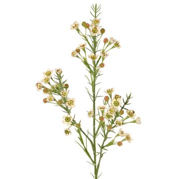 Decorative branch, wax flower FRINDALS, cream, 26"/65cm, Ø0.6"-0.8"/1.5-2cm Decorative branch, wax flower FRINDALS, cream, 26"/65cm, Ø0.6"-0.8"/1.5-2cm