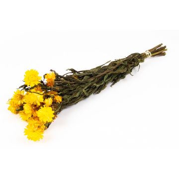 Bouquet of Italian strawflowers ALMINKA, dried, yellow, 20"-24"/50-60cm, Ø6"/15cm