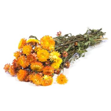 Bouquet of Italian strawflowers ALMINKA, dried, orange-yellow, 20"-24"/50-60cm, Ø6"/15cm