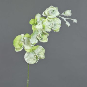 Artificial phalaenopsis spray MYRIA, with snow, green, 30"/75cm, Ø2.8"-3.1"/7-8cm