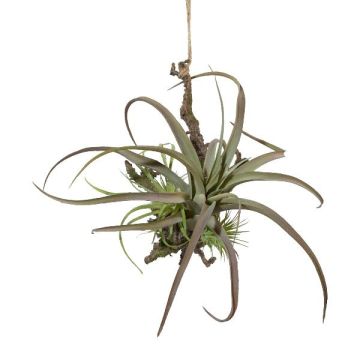Decorative arrangement of tillandsia stricta SNARFY on a branch, hanging, green, 8"x11"/21x27cm