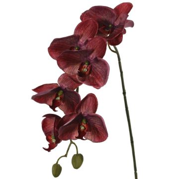 Artificial Phalaenopsis orchid LARDUEN, burgundy, 30"/75cm, Ø3.9"/10cm Artificial Phalaenopsis orchid LARDUEN, burgundy, 30"/75cm, Ø3.9"/10cm