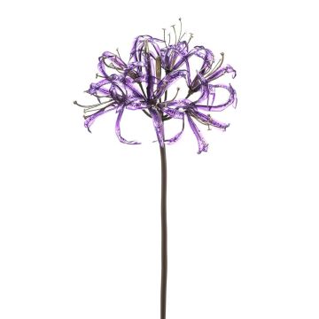 False garden amaryllis LEIALOHA, glamour-purple-electrum, 30"/75cm