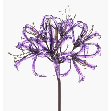 False garden amaryllis LEIALOHA, glamour-purple-electrum, 30"/75cm