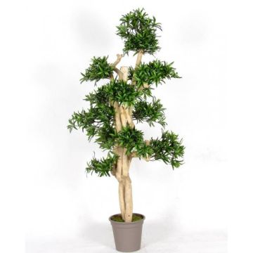 Decorative podocarpus MIRANA, natural stem, green, 5ft/150cm - Made in Italy Decorative podocarpus MIRANA, natural stem, green, 5ft/150cm - Made in Italy