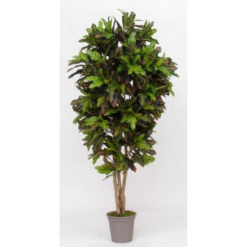 Artificial croton KAJETANA, natural stems, multicoloured, 6ft/175cm - Made in Italy Artificial croton KAJETANA, natural stems, multicoloured, 6ft/175cm - Made in Italy