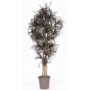 False Dracaena Marginata KIMANORA, natural stems, green-red, 6ft/175cm - Made in Italy False Dracaena Marginata KIMANORA, natural stems, green-red, 6ft/175cm - Made in Italy