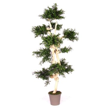 Artificial acacia tree BOHDAN with natural stem, crossdoor, green, 6ft/185cm - Made in Italy
