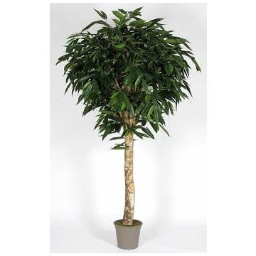 Artificial longifolia YANIRA, real stem, green, 6ft/175cm - Made in Italy Artificial longifolia YANIRA, real stem, green, 6ft/175cm - Made in Italy