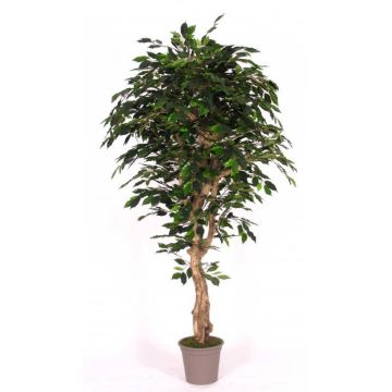 Artificial Ficus Benjamina YANEXY, natural stems, green, 6ft/175cm - Made in Italy