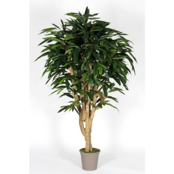 Decorative longifolia RAFIKO, natural stems, green, 6ft/175cm - Made in Italy Decorative longifolia RAFIKO, natural stems, green, 6ft/175cm - Made in Italy