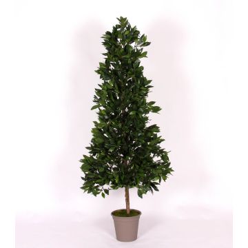 Decorative cherry laurel pyramid KUSJENKA, natural stem, fruits, 5ft/150cm - Made in Italy Decorative cherry laurel pyramid KUSJENKA, natural stem, fruits, 5ft/150cm - Made in Italy