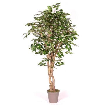 Artificial Ficus Benjamina YANEXY, natural stems, green-white, 6ft/175cm - Made in Italy
