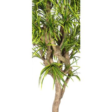 Artificial Dracaena Reflexa Jamaica KOLOMBINE, real stem, green-yellow, crossdoor, 6ft/175cm - Made in Italy Artificial Dracaena Reflexa Jamaica KOLOMBINE, real stem, green-yellow, crossdoor, 6ft/175cm - Made in Italy