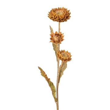 Decorative flower Cape strawflower BERLENA, cognac, 24"/60cm Decorative flower Cape strawflower BERLENA, cognac, 24"/60cm