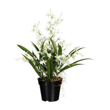 Artificial flower Oncidium orchid GLIMBAR, roots, white-green, 24"/60cm Artificial flower Oncidium orchid GLIMBAR, roots, white-green, 24"/60cm