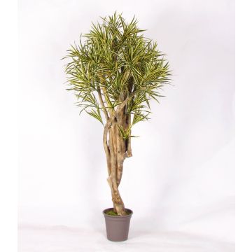 Decorative Dracaena Reflexa Jamaica KASANDRA, natural stems, green-yellow, 6ft/175cm - Made in Italy