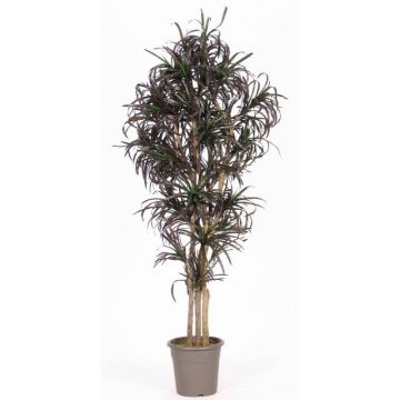 False Dracaena Marginata KIMANORA, natural stems, green-red, 5ft/150cm - Made in Italy