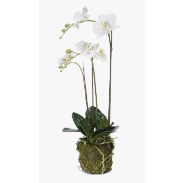 Silk phalaenopsis PABLA moss ball, white, 28"/70cm, Ø2.8"-4.7"/7-12cm