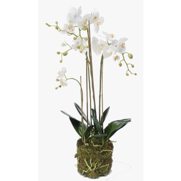Silk phalaenopsis PABLA moss ball, white, 31"/80cm, Ø3.1"-4.3"/8-11cm