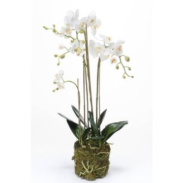 Silk phalaenopsis PABLA moss ball, white, 31"/80cm, Ø3.1"-4.3"/8-11cm