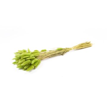 Dried Lagurus grass BORKA, bunch, apple green, 22"-30"/55-75cm, Ø4.7"/12cm