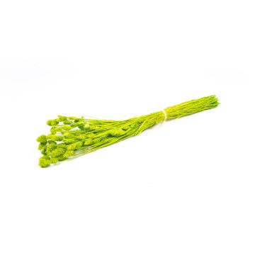 Dried canary grass BRAGILA in a bunch, apple green, 20"-30"/50-75cm, Ø4.7"/12cm
