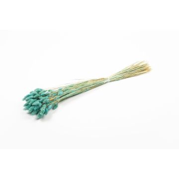 Dried canary grass BRAGILA in a bunch, turquoise, 20"-30"/50-75cm, Ø4.7"/12cm