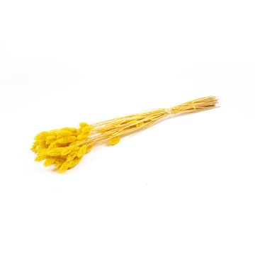 Dried canary grass BRAGILA in a bunch, yellow, 20"-30"/50-75cm, Ø4.7"/12cm