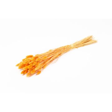 Dried canary grass BRAGILA in a bunch, orange, 20"-30"/50-75cm, Ø4.7"/12cm