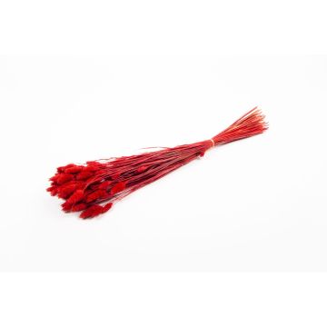 Dried canary grass BRAGILA in a bunch, red, 20"-30"/50-75cm, Ø4.7"/12cm