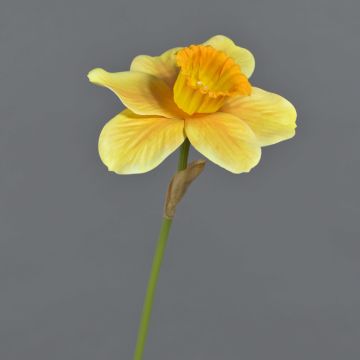 Decorative daffodil FEIHAO, orange-yellow, 16"/40cm