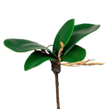 Decorative leaves, Phalaenopsis orchid ZULKRAM, stick, aerial roots, 5.9"/15cm Decorative leaves, Phalaenopsis orchid ZULKRAM, stick, aerial roots, 5.9"/15cm