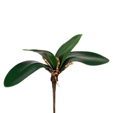 Decorative leaves, Phalaenopsis orchid ZULKRAM, stick, aerial roots, 8"/20cm Decorative leaves, Phalaenopsis orchid ZULKRAM, stick, aerial roots, 8"/20cm