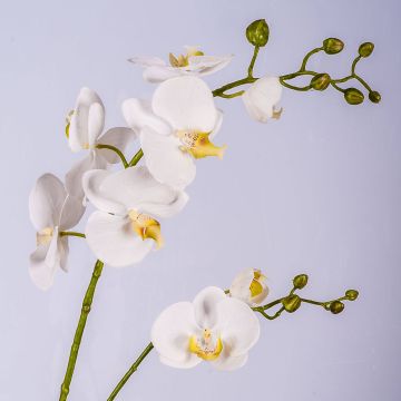 Silk phalaenopsis orchid spray LAHNA, white, 3ft/95cm, Ø2"-4"/5-10cm Silk phalaenopsis orchid spray LAHNA, white, 3ft/95cm, Ø2"-4"/5-10cm