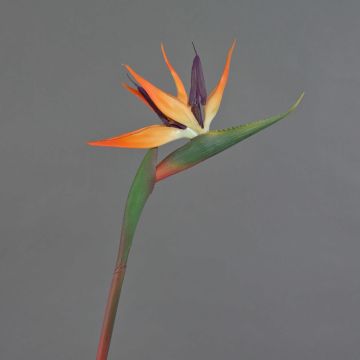 Artificial strelitzia DONGLIN, orange-purple, 33"/85cm