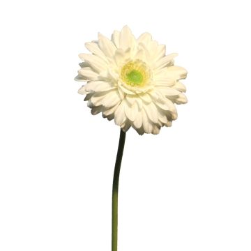 Artificial gerbera QIUDONG, cream, 20"/50cm Artificial gerbera QIUDONG, cream, 20"/50cm