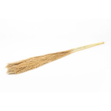 Dried reed bunch DONJETA, natural, 4ft/115-120cm, Ø6"/15cm