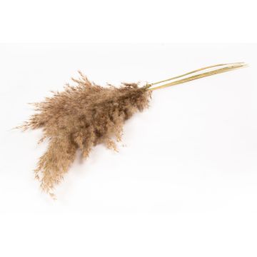 Dried reed bunch DONJETA, natural, 28"-31"/70-80cm, Ø6"/15cm