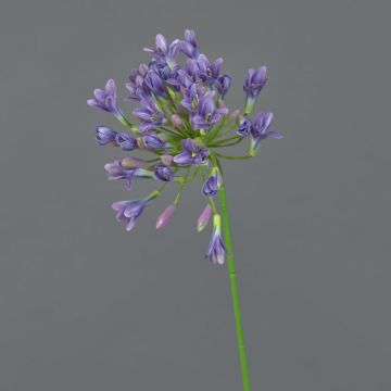 Artificial agapanthus ASONG, lilac-blue, 31"/75cm