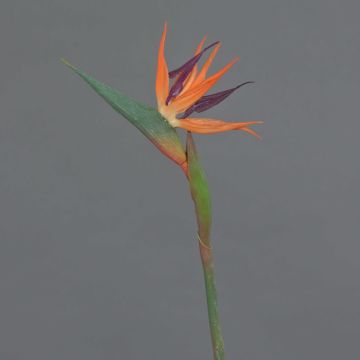 Artificial strelitzia WEIYU, orange-purple, 24"/60cm