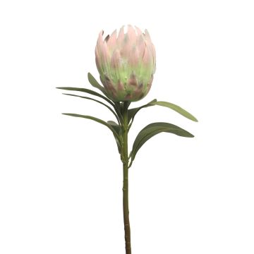 Decorative protea JIAHUI, pink-green, 28"/70cm Decorative protea JIAHUI, pink-green, 28"/70cm