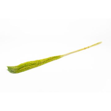 Dried reed bunch DONJETA, apple green, 4ft/115-120cm, Ø6"/15cm