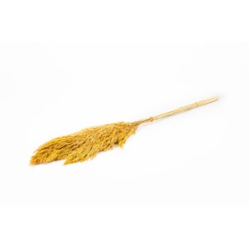 Dried reed bunch DONJETA, curry, 28"-31"/70-80cm, Ø6"/15cm