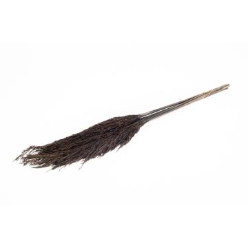 Dried reed bunch DONJETA, black, 28"-31"/70-80cm, Ø5.9"/15cm Dried reed bunch DONJETA, black, 28"-31"/70-80cm, Ø5.9"/15cm