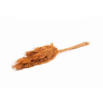 Dried reed bunch DONJETA, grey-brown, 28"-31"/70-80cm, Ø6"/15cm