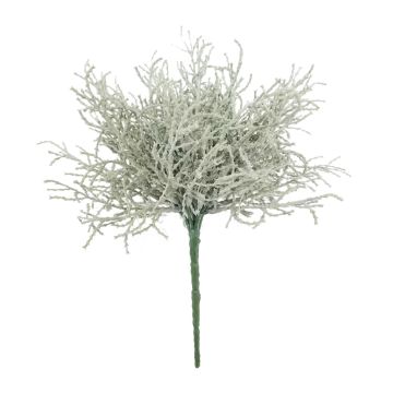 False santolina plant CHENJIA, spike, grey-white, 10"/25cm