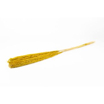 Dried reed bunch DONJETA, yellow, 4ft/115-120cm, Ø6"/15cm